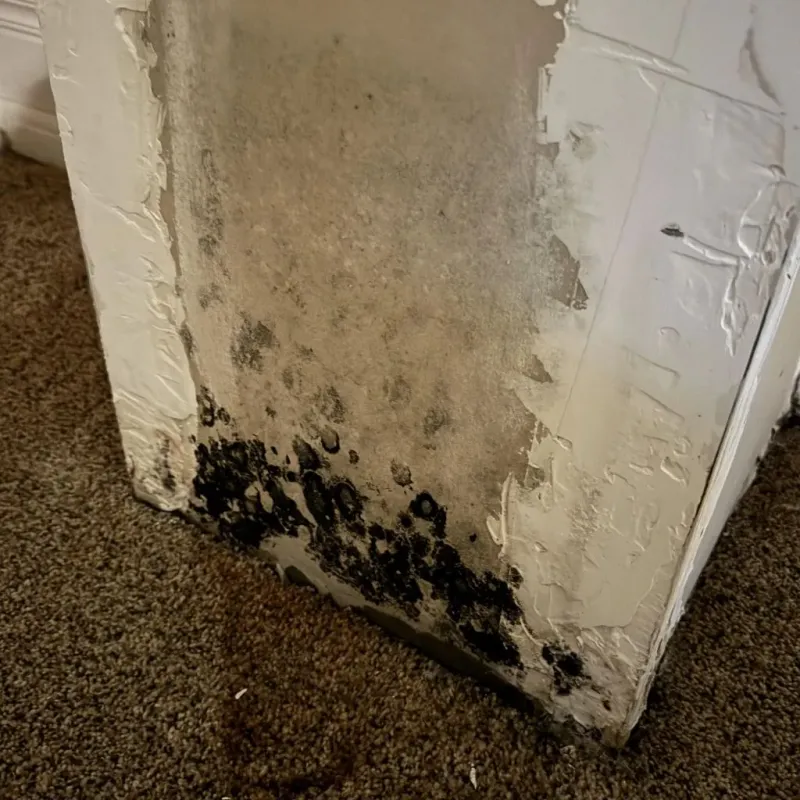 Professional Mold Removal in Grant County, OR